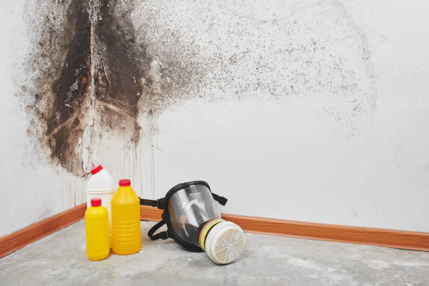 Best Water Damage Restoration  in Franklin, TX