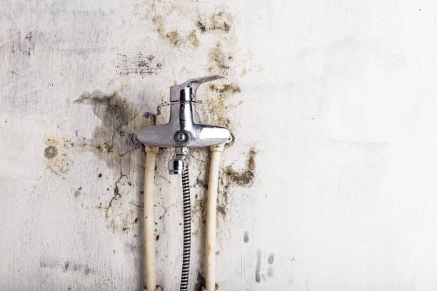 Best Certified Mold Removal  in Franklin, TX