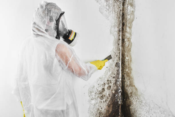 Trusted Franklin, TX Mold Removal Experts