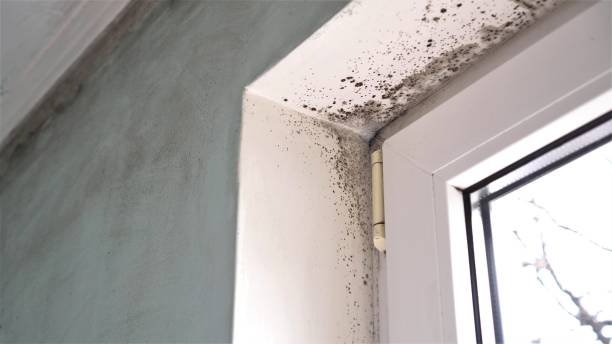 Best Commercial Mold Removal  in Franklin, TX