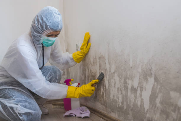 Best Certified Mold Removal  in Franklin, TX