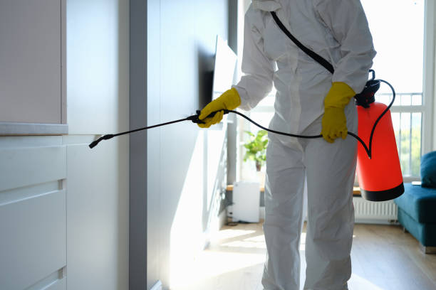 Best Toxic Mold Removal  in Franklin, TX