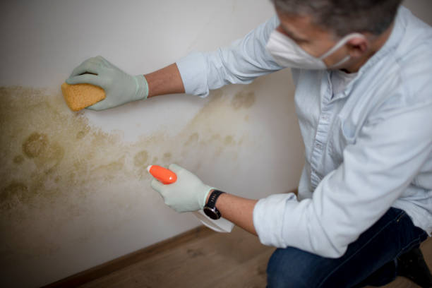 Best Same-Day Mold Removal  in Franklin, TX