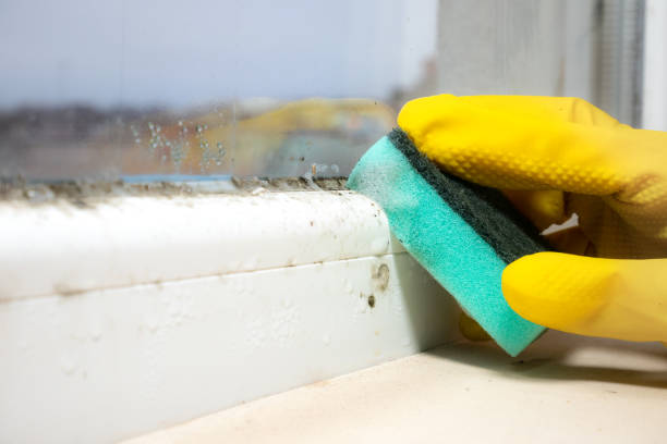 Crawl Space Mold Removal in Franklin, TX