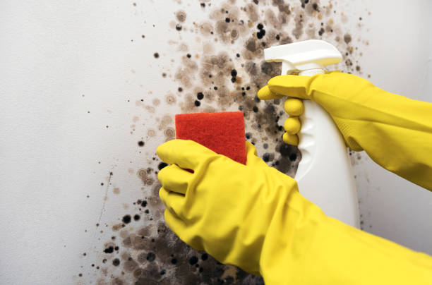 Best Mold Damage Repair  in Franklin, TX
