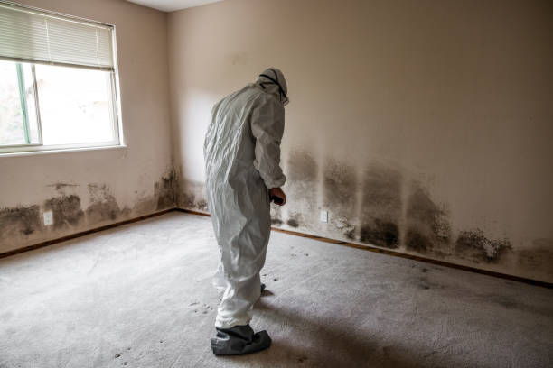 Best Home Mold Removal  in Franklin, TX