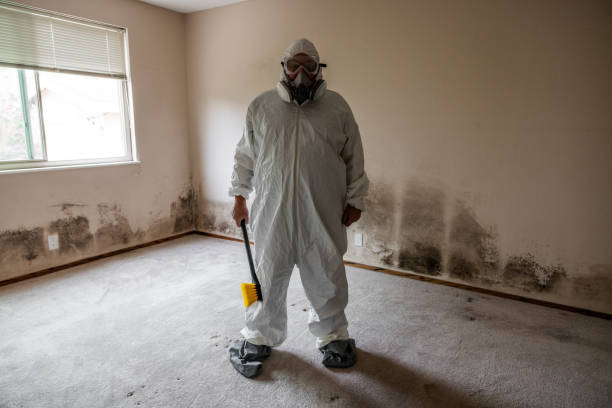 Best Local Mold Removal Service  in Franklin, TX