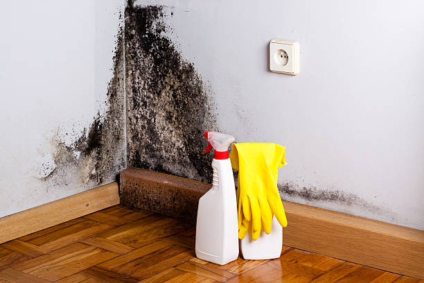 Best Toxic Mold Removal  in Franklin, TX